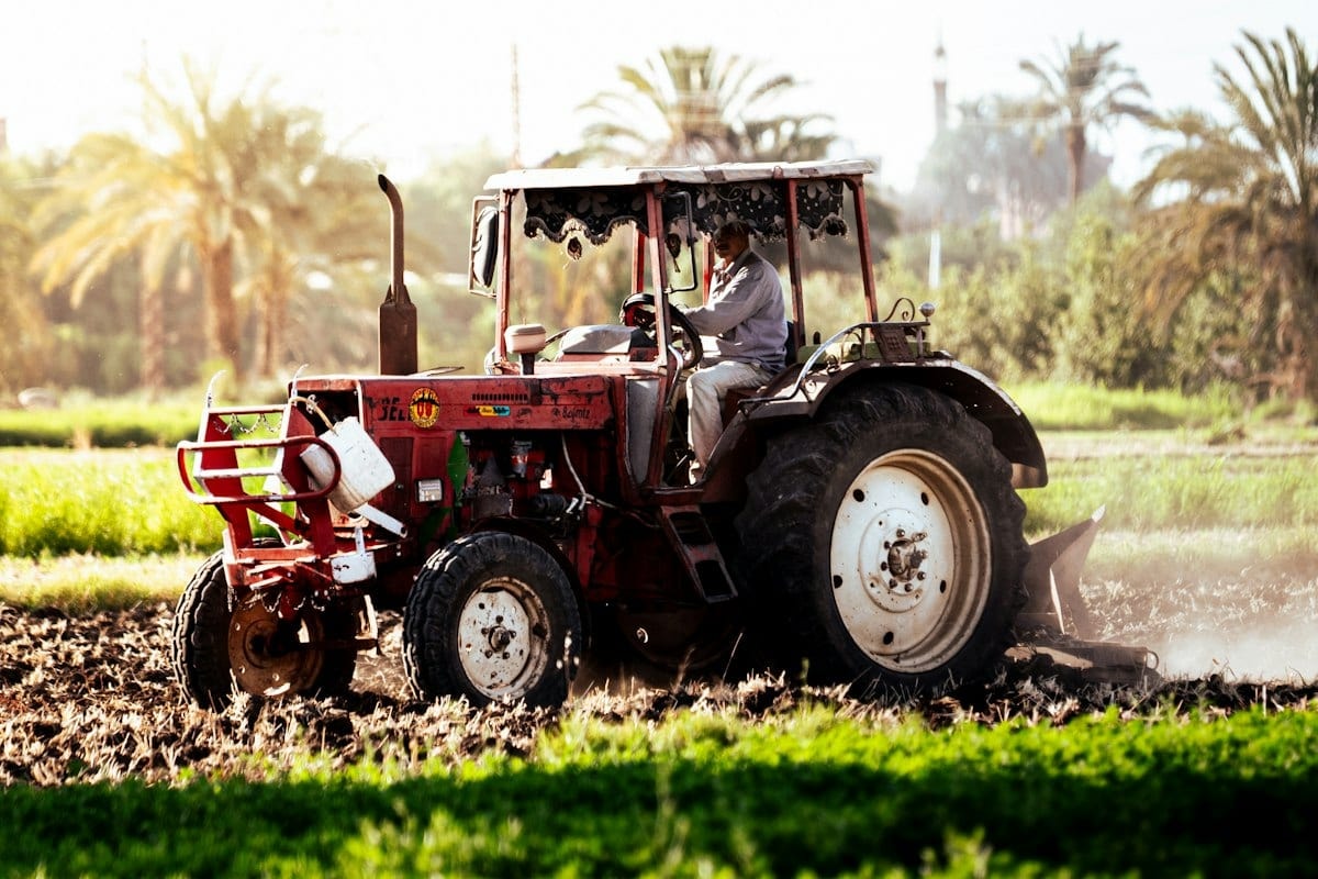 A farmer driving a red tractor through a field lined with palm trees